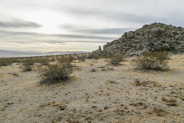  D012338