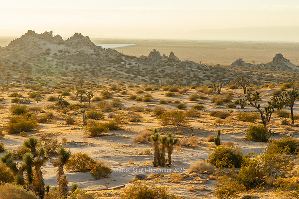  D012447