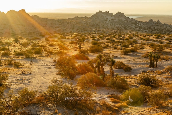  D012446